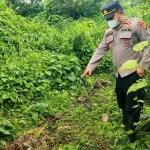 Kapolsek Indra Makmu Iptu Muhammad Alfata menunjukkan bangkai sapi yang diduga dimangsa harimau. Foto: Humas Polres Aceh Timur
