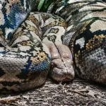 Ilustrasi ular piton. Foto: Merdeka.com