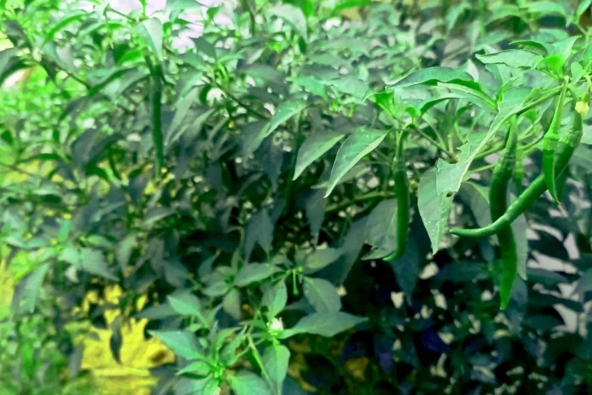 Ilustrasi menanam cabe di pekarangan rumah. Foto: Line1.News