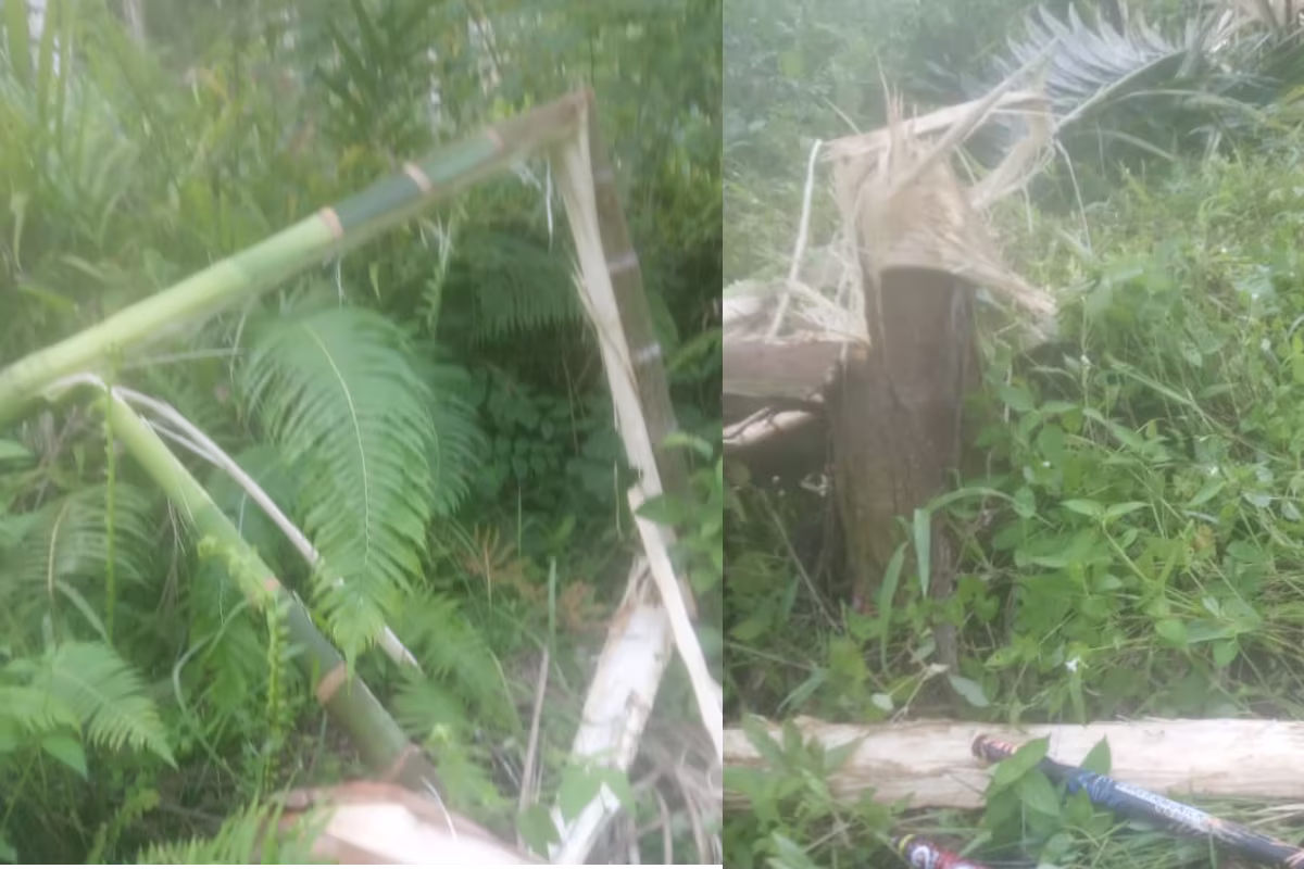 Tanaman di kebun warga rusak kawasan Cot Girek, Aceh Utara, rusak diamuk kawanan gajah liar. Foto: Dok LPLHa