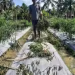 Diduga karena Spanduk, Kebun Cabai Relawan Om Bus-Syeh Fadhil di Bireuen Dirusak OTK