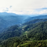 Hutan di Kawasan Ekosistem Leuser