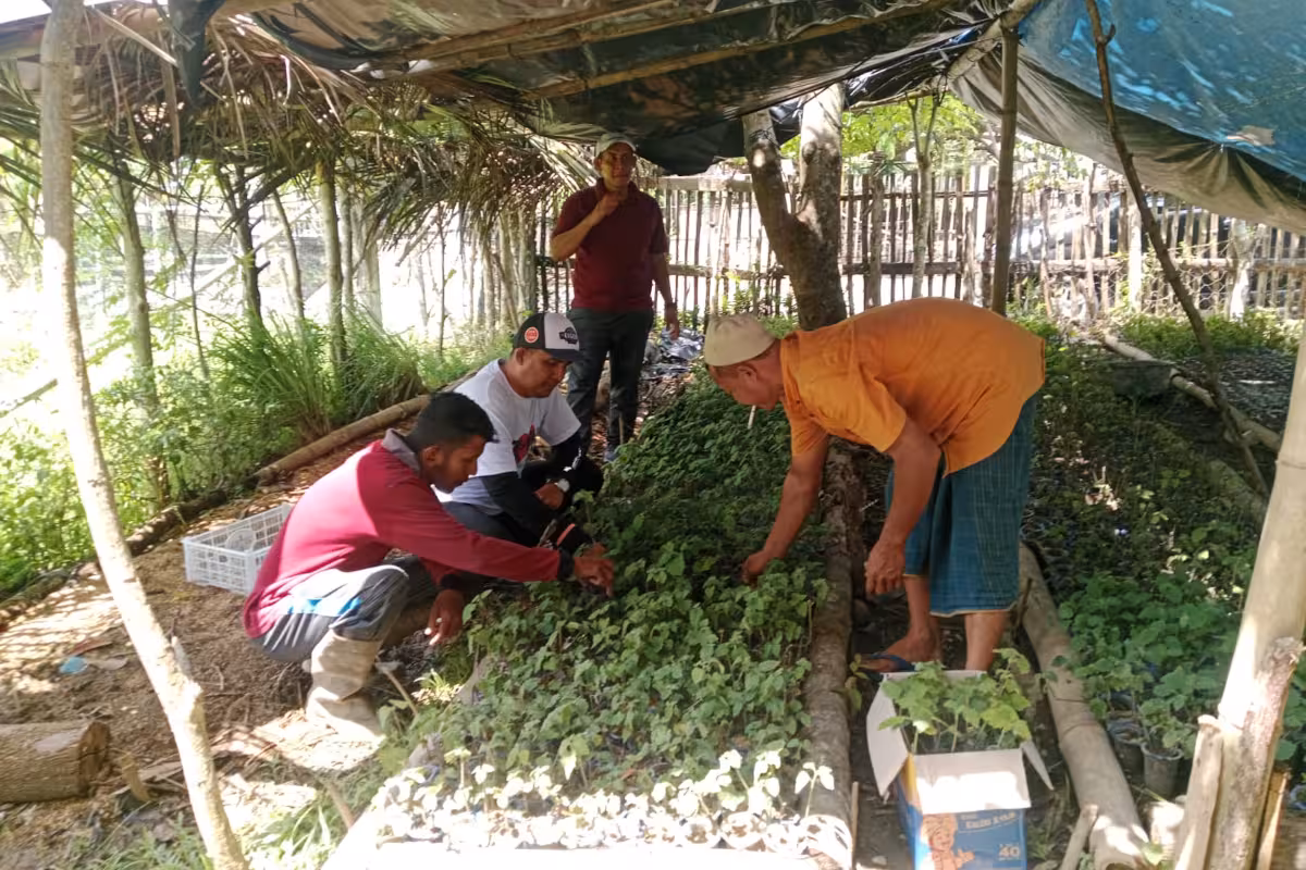 Pilot Project Budidaya Nilam Unigha