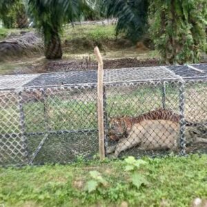 harimau masuk perangkap