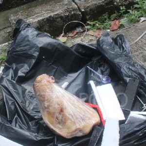 Paket teror kepala babi