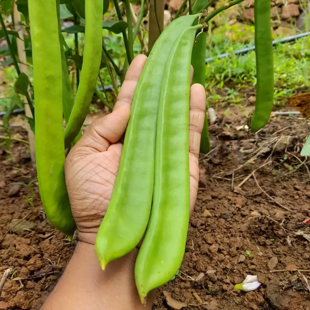 kacang korong pedang