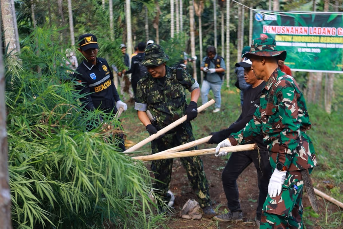 Pemusnahan ganja di aceh utara
