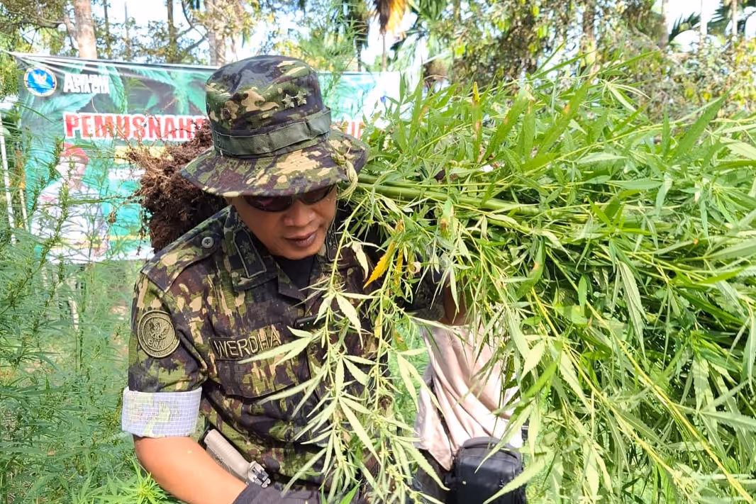 pemusnahan ladang ganja di aceh utara (1)