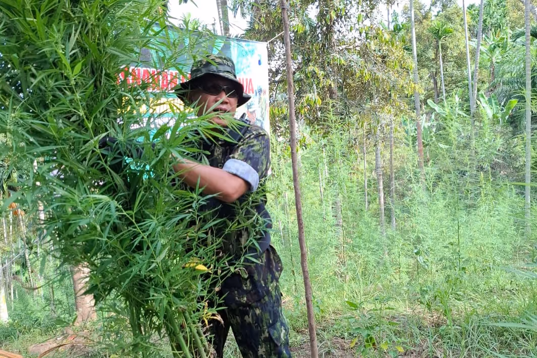 pemusnahan ladang ganja di aceh utara (2)