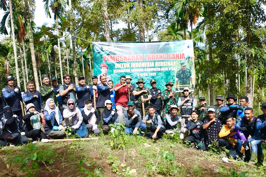 pemusnahan ladang ganja di aceh utara (5)