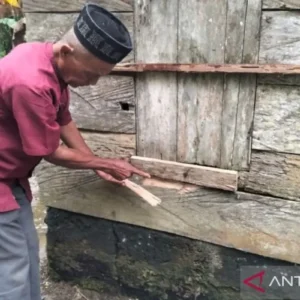 Bekas cakaran beruang madu