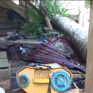 Pohon tumbang akibat angin kencang di Teupin Breuh Simpang Ulim