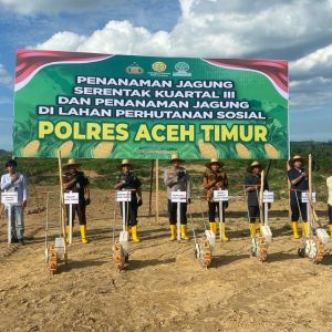 Tanam jagung di Blang Gadeng