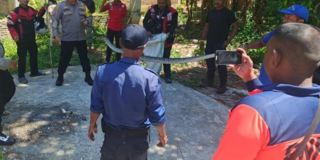 Ular piton yang berhasil dievakuasi dari sumur
