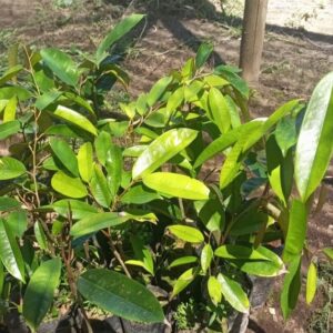 Bibit durian varietas Mas Ajay