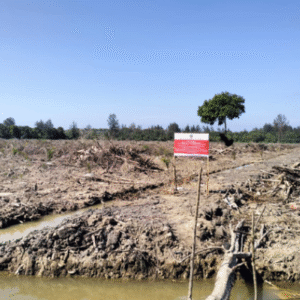 Lahan mangrove di Tamiang yang dirambah untuk kelapa sawit