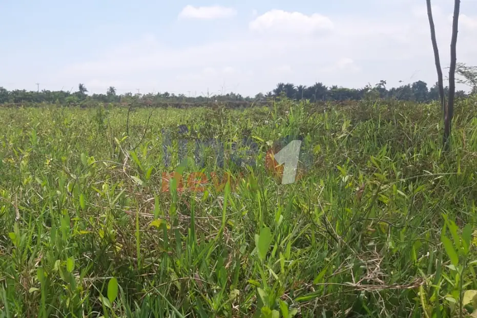Sawah penuh semak