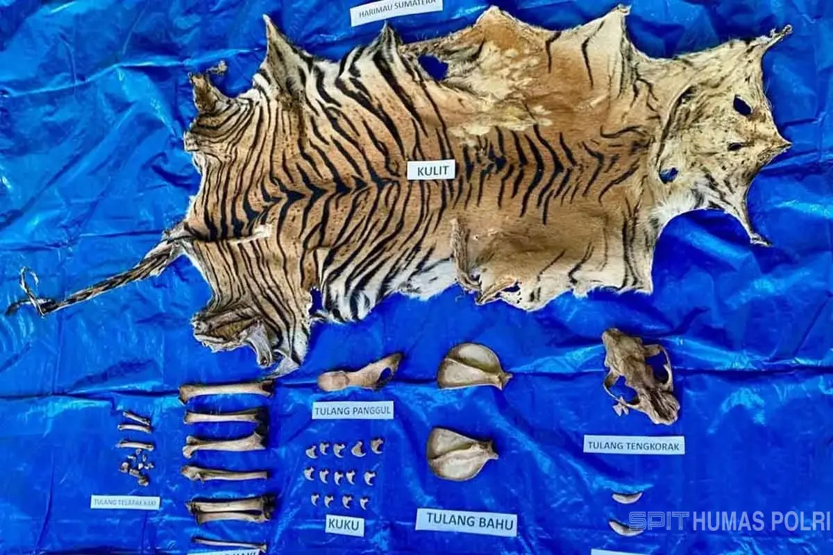 Barang bukti kulit harimau dan bagian lain dari satwa tersebut yang disita polisi