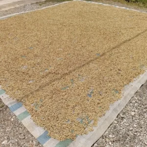 Gabah kopi yang dijemur