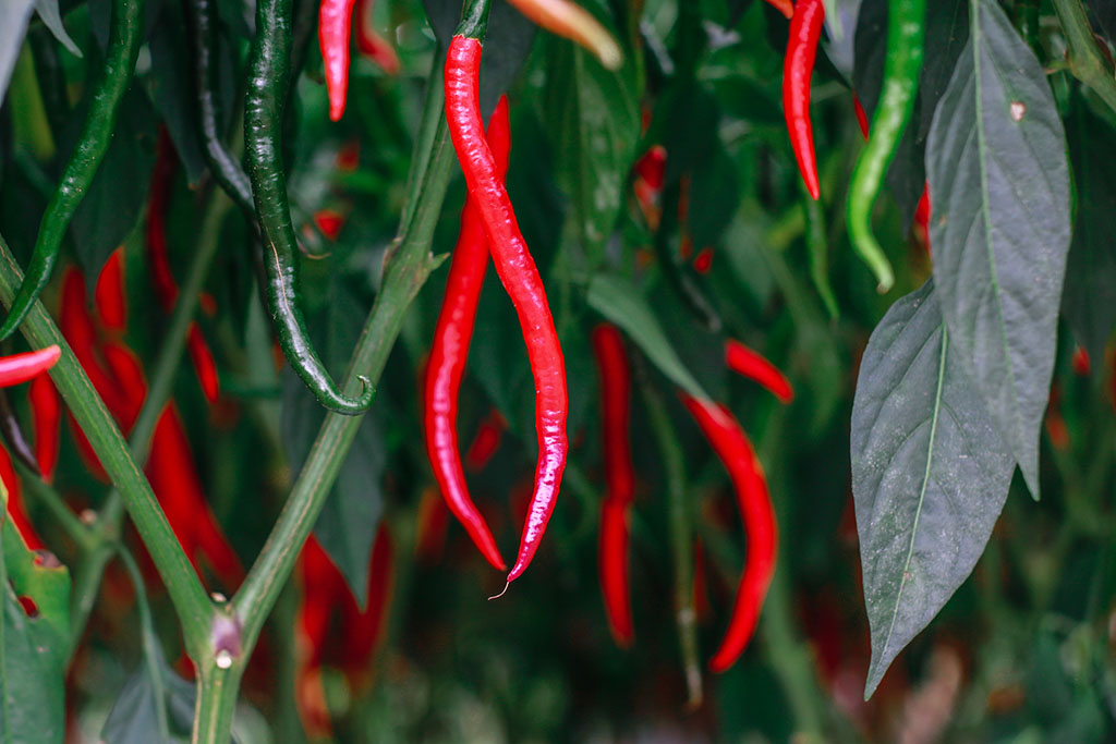 Cabai merah keriting