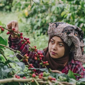 Petani kopi di Bener Meriah memetik kopi di kebunnya