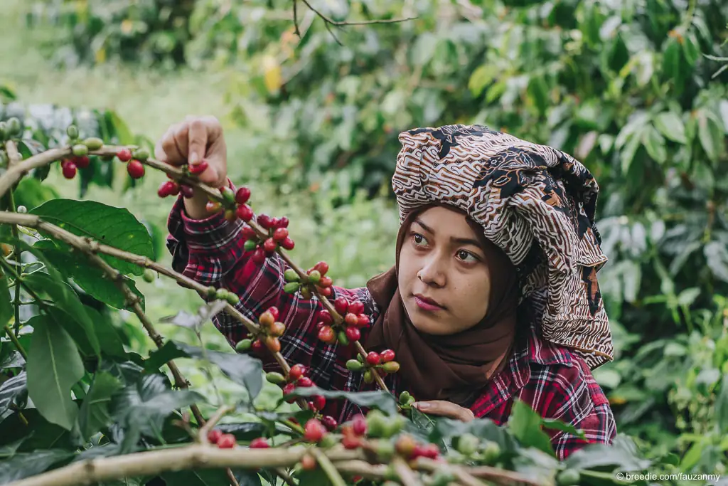 Petani kopi di Bener Meriah memetik kopi di kebunnya