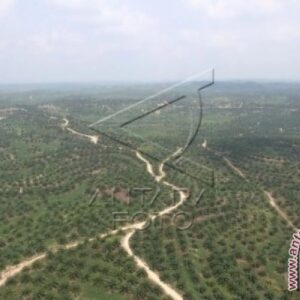 Hamparan Kelapa Sawit di Aceh Tamiang