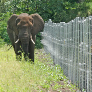 Ilustrasi pagar gajah