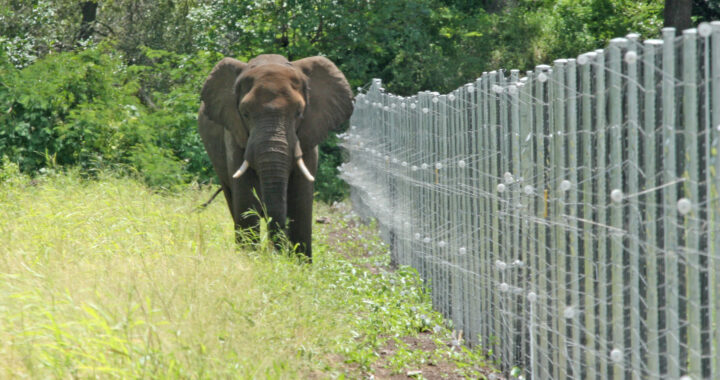 Ilustrasi pagar gajah