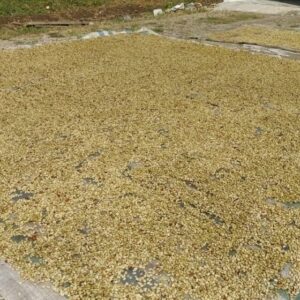 penjemuran gabah kopi Arabika Gayo Lues kualitas tinggi untuk ekspor.