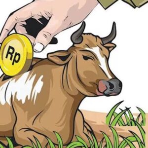 Ilustrasi penggelapan ternak sapi