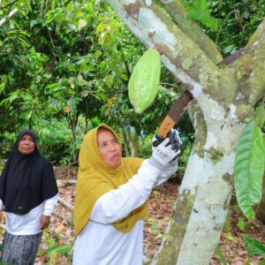 Nurhasanah, petani perempuan kepala keluarga saat merawat pohon kakao di Aceh Utara
