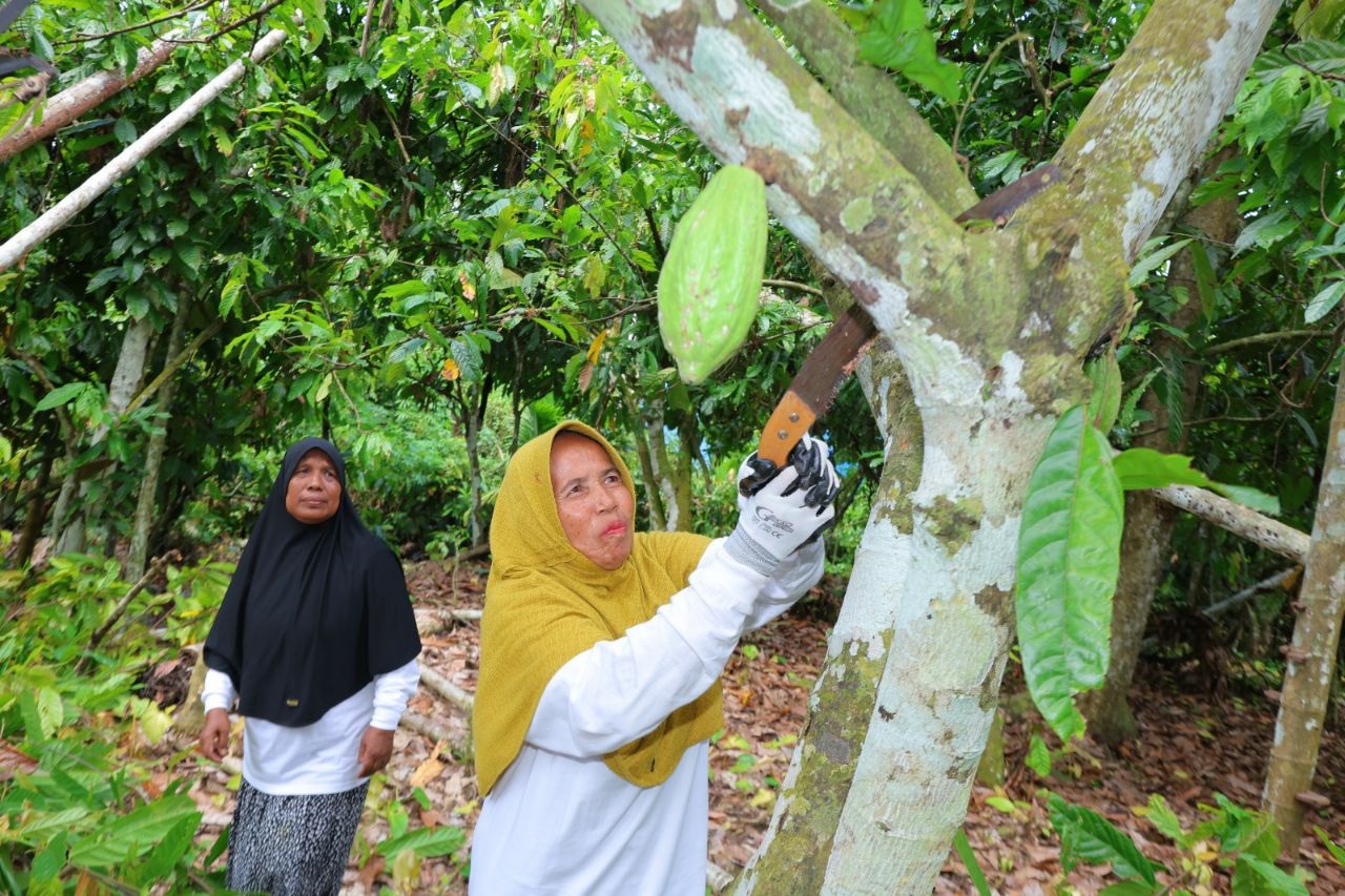 Nurhasanah, petani perempuan kepala keluarga saat merawat pohon kakao di Aceh Utara